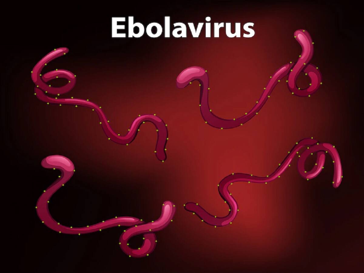 WHO Releases First Guideline For Ebola Treatment, Strongly Recommends Two Monoclonal Antibodies
